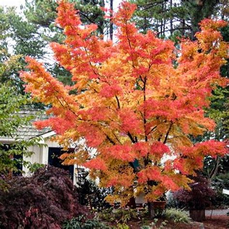 Cultivating the enchantment of Coral Spell Japanese Maple in your garden
